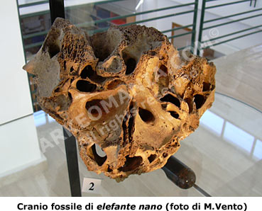 Cranio di elefante nano