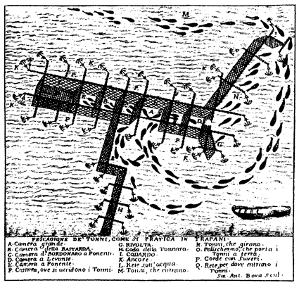 Antica ricostruzione grafica della pesca del tonno